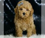 Small #1 Goldendoodle (Miniature)