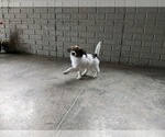 Small #3 Papillon