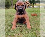 Small #1 Doberman Pinscher-Mastiff Mix