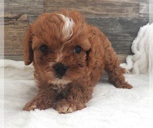Medium Cavapoo