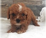 Puppy Puppy 2 Female Cavapoo