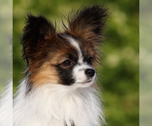 Papillon Puppy for sale in TEMECULA, CA, USA