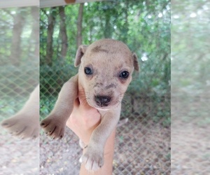 Chizer Puppy for sale in MONTEZUMA, GA, USA