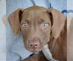 Small #1 American Staffordshire Terrier-Labrador Retriever Mix