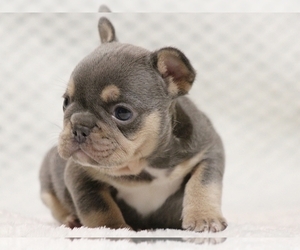 French Bulldog Puppy for sale in NEW YORK, NY, USA