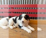 Puppy Russel Miniature Bernedoodle