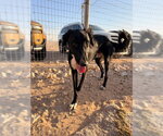 Small #3 Greyhound-Saluki Mix