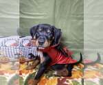 Rolo - Male Mutt Dog for Adoption - Small photo