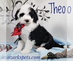 Sheepadoodle Puppy for sale in SEYMOUR, MO, USA