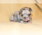 Small Photo #4 French Bulldog Puppy For Sale in SAINT PETERSBURG, FL, USA