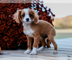 Cavalier King Charles Spaniel-Cavapoo Mix Puppy for sale in LIBERTY, KY, USA