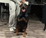 Small Photo #1 Doberman Pinscher Puppy For Sale in PUYALLUP, WA, USA