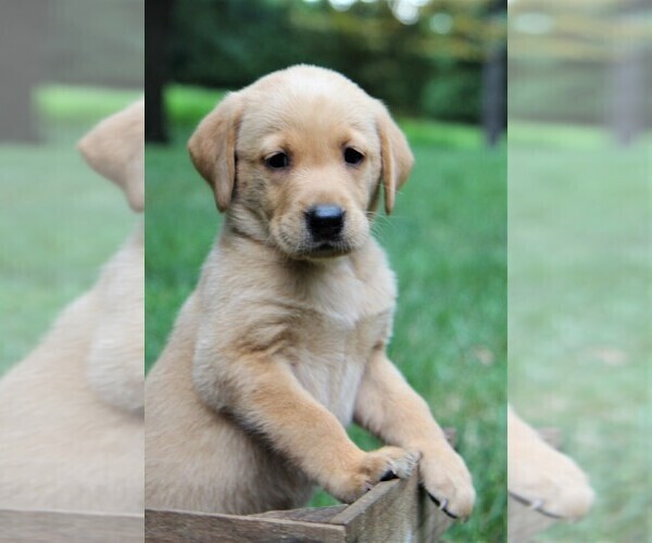 Medium Photo #1 Labrador Retriever Puppy For Sale in ROANOKE, VA, USA