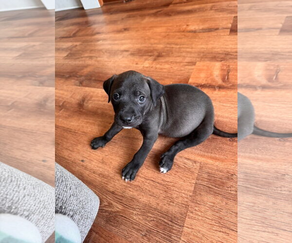 Medium Photo #3 American Pit Bull Terrier-Unknown Mix Puppy For Sale in Germantown, OH, USA