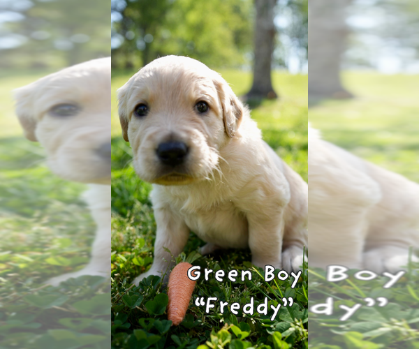 Medium Photo #10 Goldendoodle Puppy For Sale in MATTHEWS, NC, USA