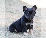 Small Photo #2 French Bulldog Puppy For Sale in FREDERICKSBURG, OH, USA