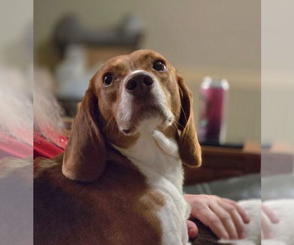 Medium Photo #6 Beagle Puppy For Sale in Las Vegas, NV, USA