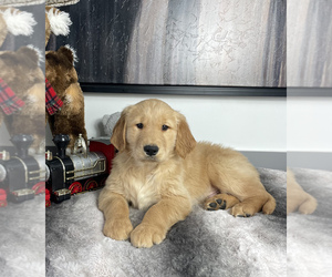 Golden Retriever Puppies For Sale Near Troy Ohio Usa Page 1 10 Per Page Puppyfinder Com