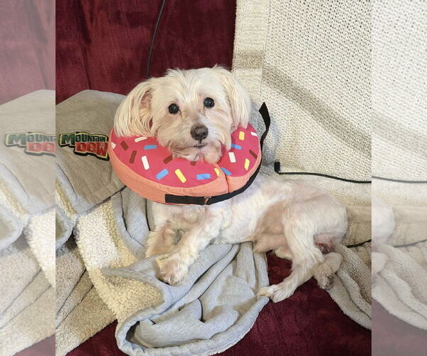 Medium Photo #2 Havanese-Unknown Mix Puppy For Sale in Westwood, NJ, USA