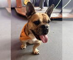 Small #6 French Bulldog Mix