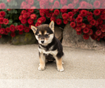 Small #1 Shiba Inu