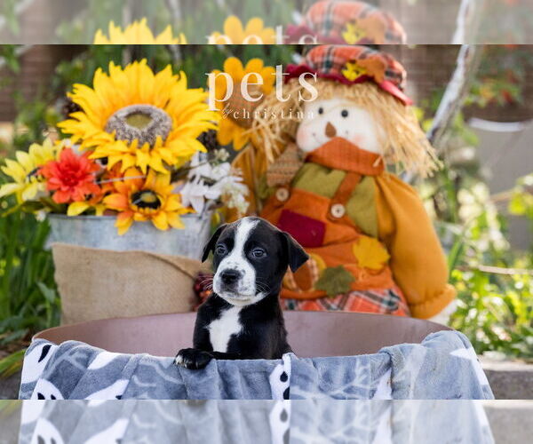 Medium Photo #1 Mutt Puppy For Sale in Foristell, MO, USA