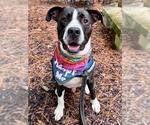 Small #2 American Staffordshire Terrier-Australian Shepherd Mix