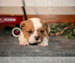 Small Photo #2 Beabull Puppy For Sale in MILLERSBURG, OH, USA