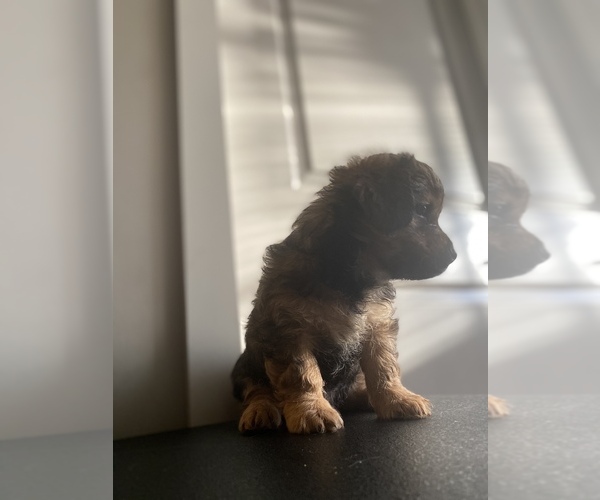 Medium Photo #8 Shorkie Tzu Puppy For Sale in BUFFALO, NY, USA