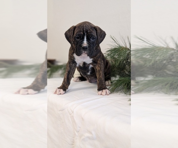 Medium Photo #12 Boxer Puppy For Sale in GOSHEN, IN, USA