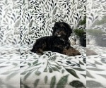 Small #2 Cavapoo