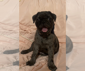 Pug Puppy for Sale in SAN ANTONIO, Texas USA
