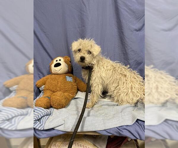 Medium Photo #1 Poodle (Miniature)-Unknown Mix Puppy For Sale in Pacifica, CA, USA