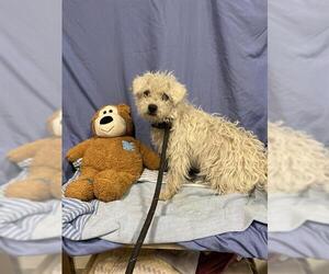 Poodle (Miniature)-Unknown Mix Dogs for adoption in Pacifica, CA, USA