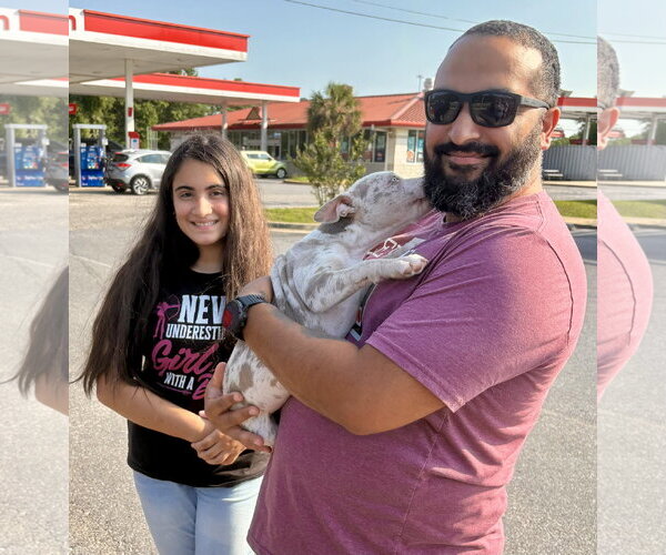 Medium Photo #9 American Bulldog-Unknown Mix Puppy For Sale in Milton, FL, USA