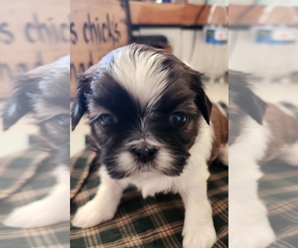 Medium Photo #1 Shih Tzu Puppy For Sale in HARTVILLE, OH, USA