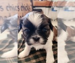 Small Photo #1 Shih Tzu Puppy For Sale in HARTVILLE, OH, USA