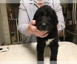 Puppy 2 Irish Wolfhound-Poodle (Standard) Mix