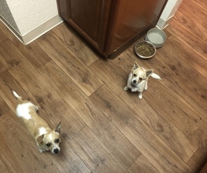 Chiweenie Puppy for sale in GOLD RIVER, CA, USA