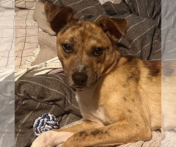 Medium Photo #15 Mutt Puppy For Sale in Canton, CT, USA