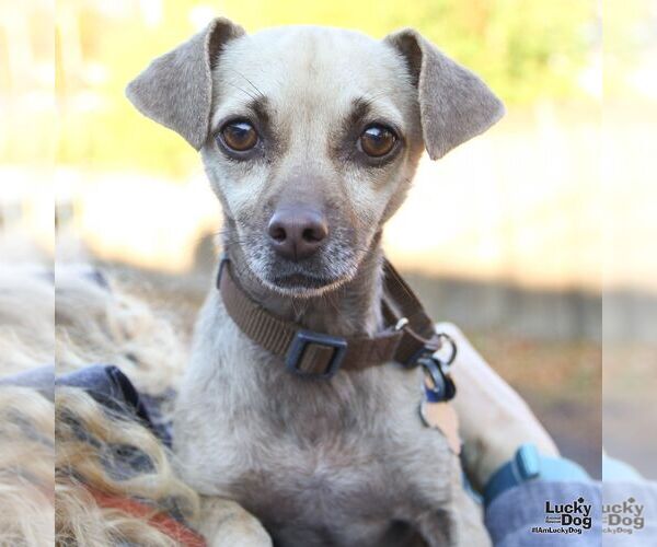 Medium Photo #7 Chihuahua-Unknown Mix Puppy For Sale in Washington, DC, USA