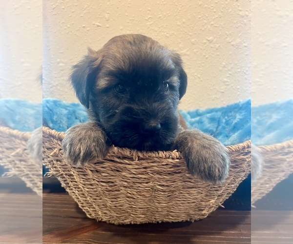 Medium Photo #2 Soft Coated Wheaten Terrier Puppy For Sale in DOSS, MO, USA