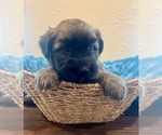 Small #1 Soft Coated Wheaten Terrier
