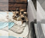 Small #5 French Bulldog-French Bullhuahua Mix