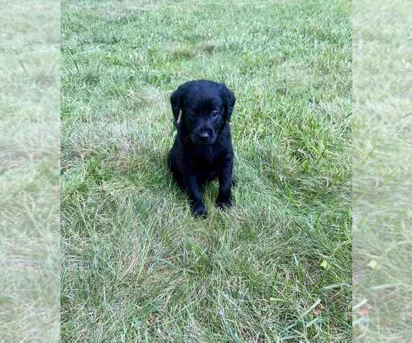 Medium Photo #8 Aussiedoodle-Labradoodle Mix Puppy For Sale in BRYANTOWN, MD, USA