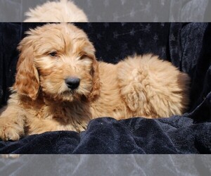Goldendoodle (Miniature) Puppy for sale in BLOOMINGTON, IN, USA