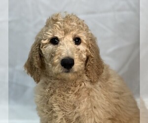 Poodle (Standard) Puppy for sale in DUNDEE, OH, USA