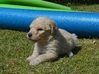 Puppy 6 Goldendoodle