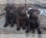 Small Photo #1 Labrador Retriever Puppy For Sale in BENTS FORT, CO, USA