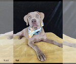 Small #2 Labrador Retriever Mix
